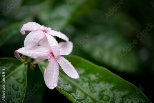 pink kopsia flowers photo