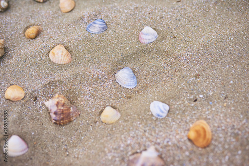 A lot of Seashells on the beach, close-up view
