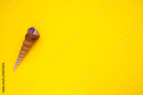 seashell on a yellow background