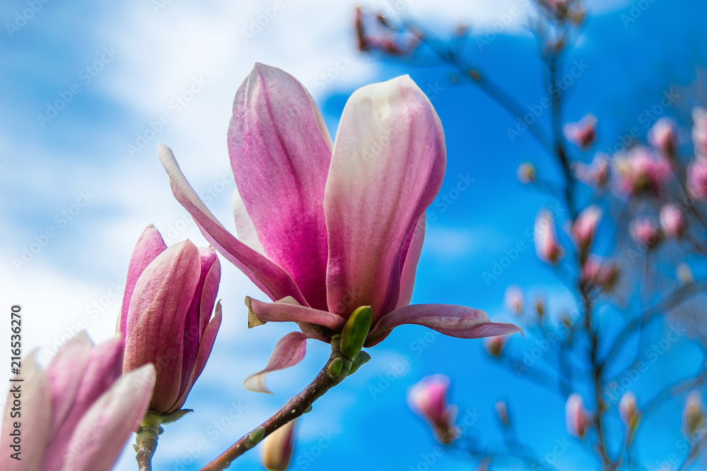 Explosión floral rosa sobre cielo azul