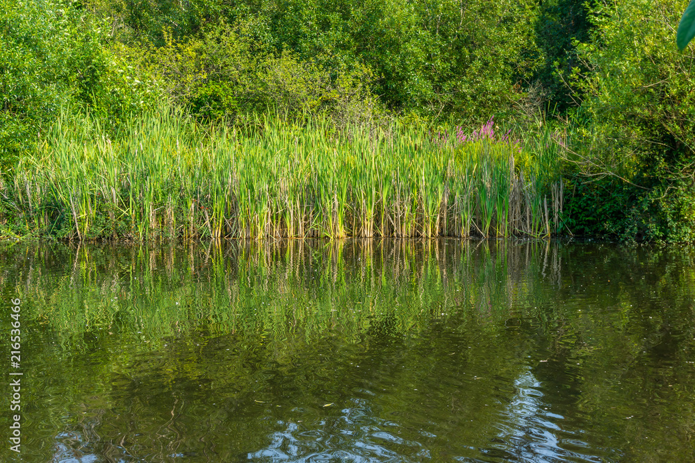 Pond And Reeds Pond And Reeds