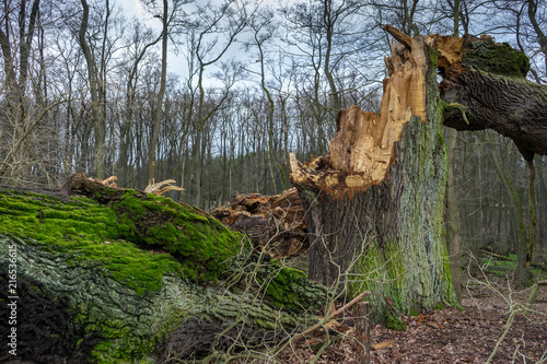 dicke Eiche Sturmschaden alter Baum