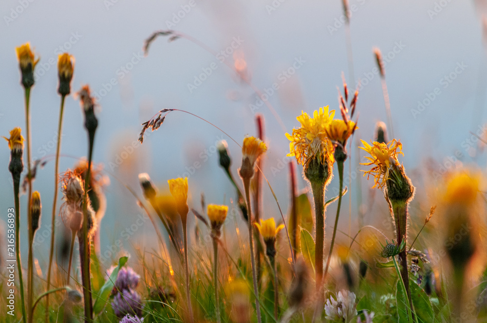 Fototapeta premium A backlit close-up of the mountain flowers at the Passo di Giau, in the Italian Dolomites, on a late July evening.