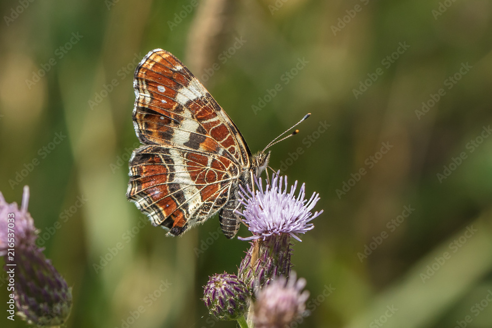 Fototapeta premium schmetterling