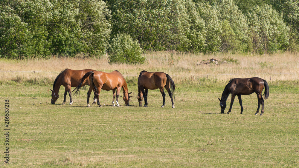 Horses graze and eat grass on a green meadow on a farm Horses graze and eat grass on a green meadow on a farm