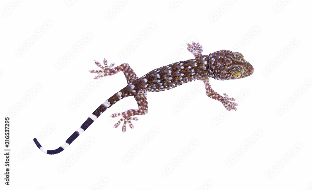Naklejka premium young gecko islated on a white