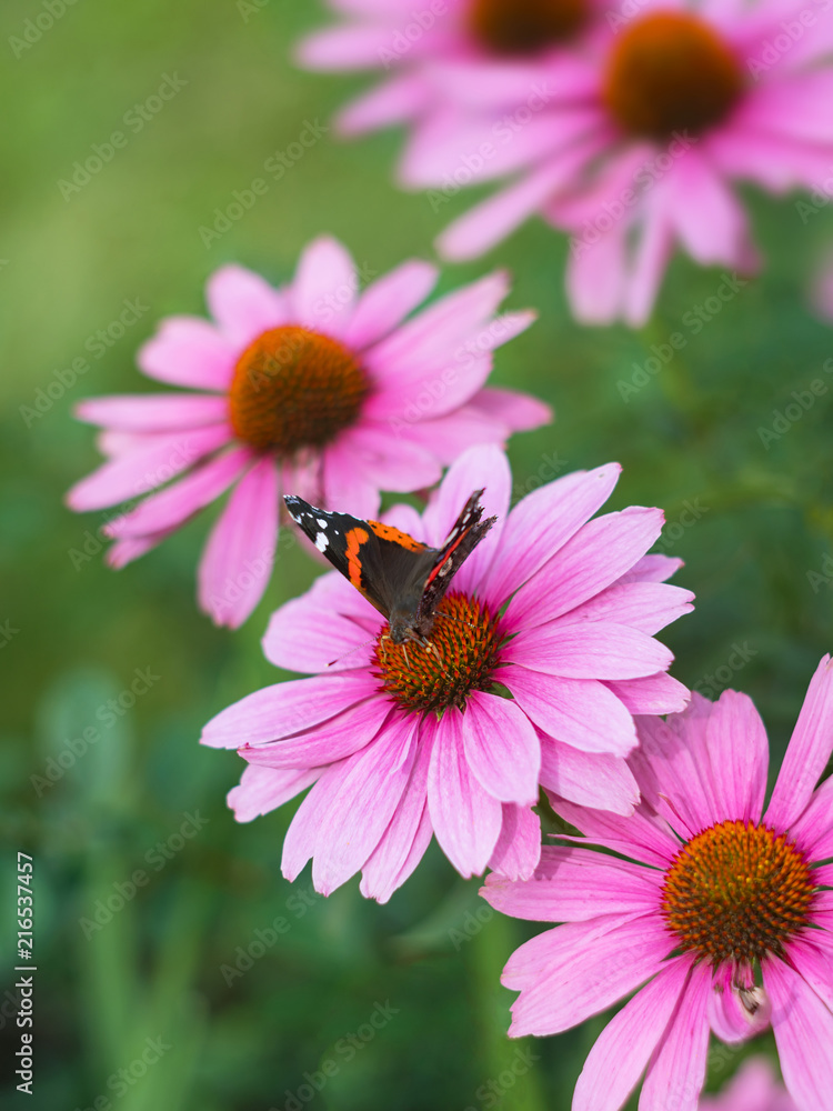 Butterfly on a flower of Echinacea purpurea on the blurred background. Butterfly on a flower of Echinacea purpurea on the blurred background.