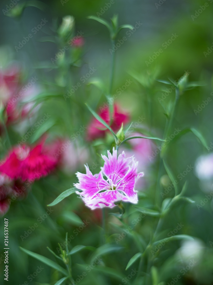 Two colored white and red dianthus flowers  on a blurred background