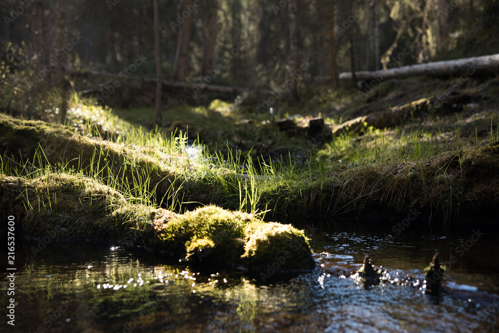 Fototapeta premium In the swamps of finland during midsummer