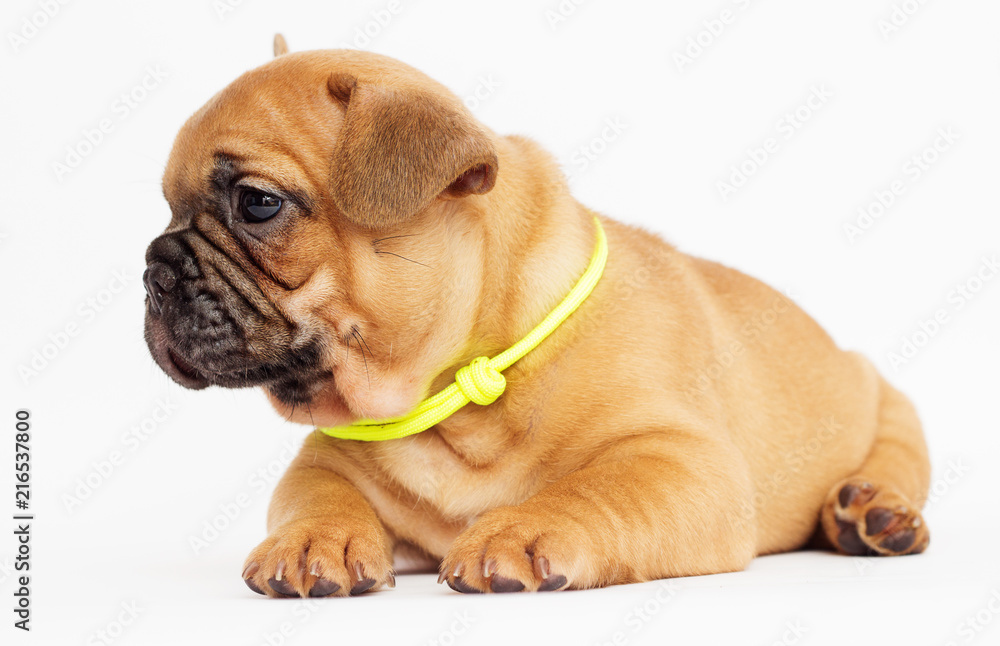 Obraz premium cute puppy of a French bulldog looking at a white background