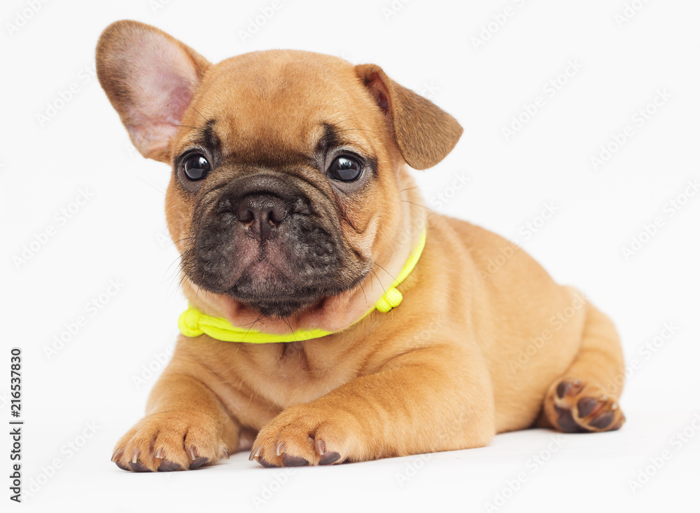 cute puppy of a French bulldog looking at a white background