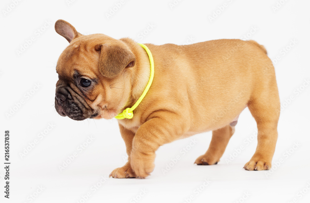 cute puppy of a French bulldog looking