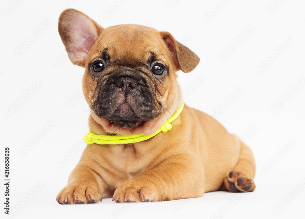 cute puppy of a French bulldog looking at a white background