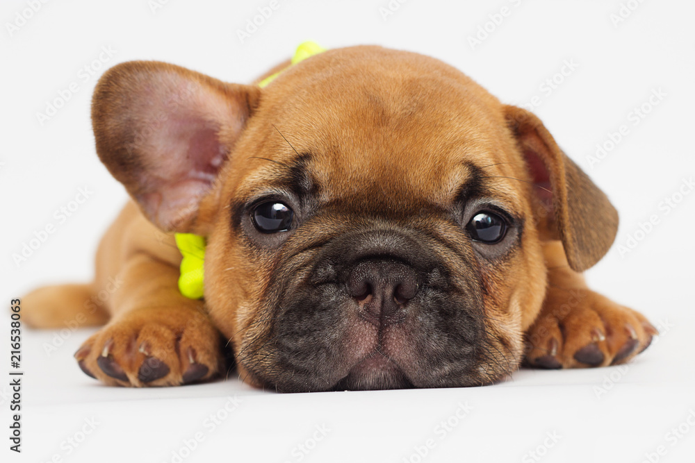 cute puppy of a French bulldog looking