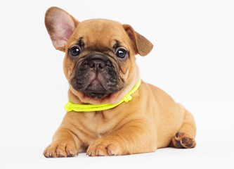 cute puppy of a French bulldog looking at a white background