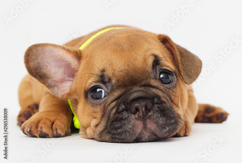 cute puppy of a French bulldog looking at a white background
