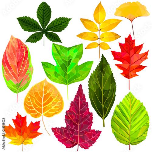 Tree fallen leaf set colorful low poly designs isolated on white background. Vector autumn botanical illustration. Collection of fall leaves in a modern style.