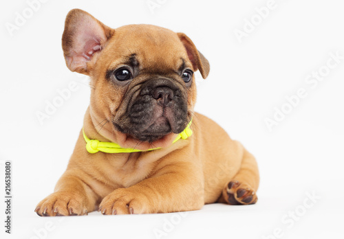 cute puppy of a French bulldog looking © Happy monkey