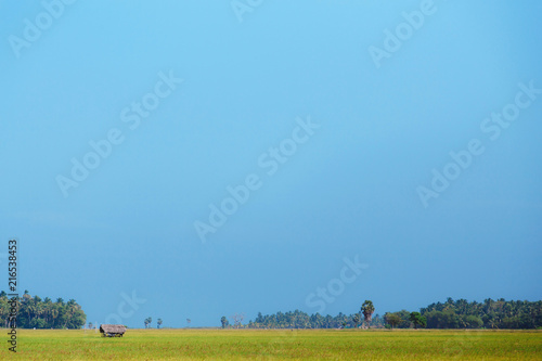 rice, rice field, blue sky, Sri Lanka