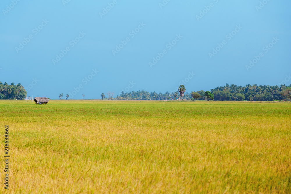 rice, rice field, blue sky, Sri Lanka rice, rice field, blue sky, Sri Lanka