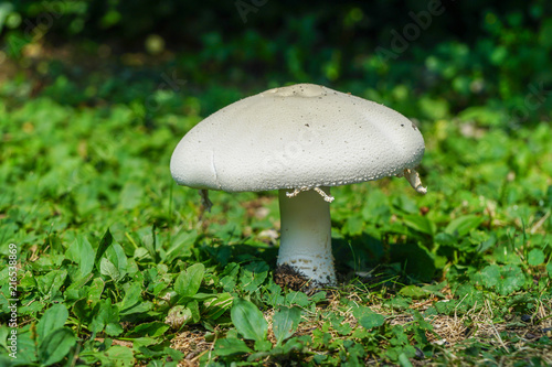 Backyard Summer Mushrooms Ohio