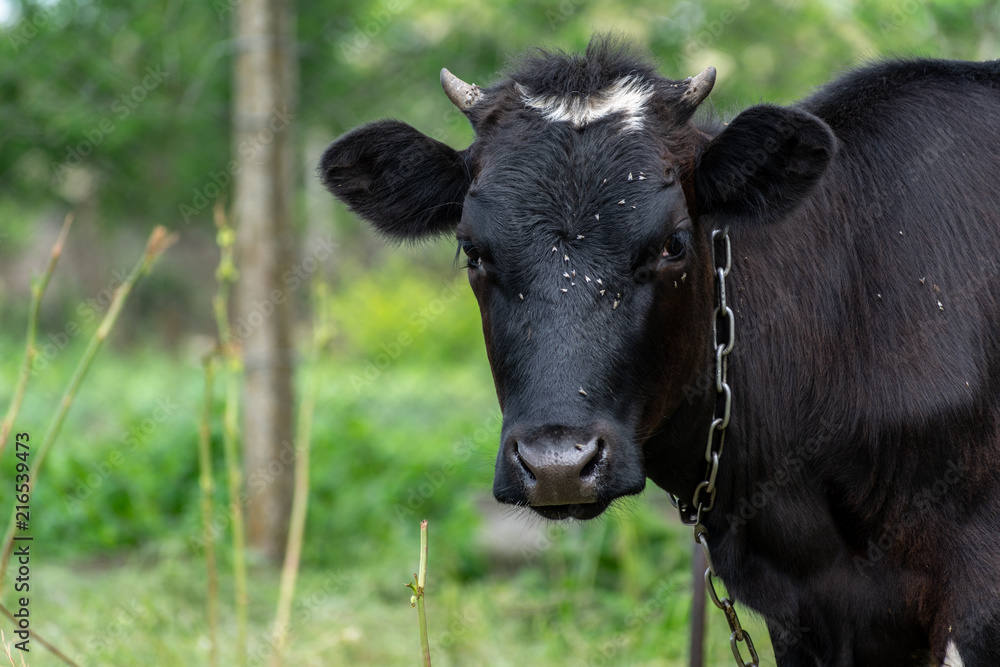Cow with a lot of flies around the head and eye Cow with a lot of flies around the head and eye