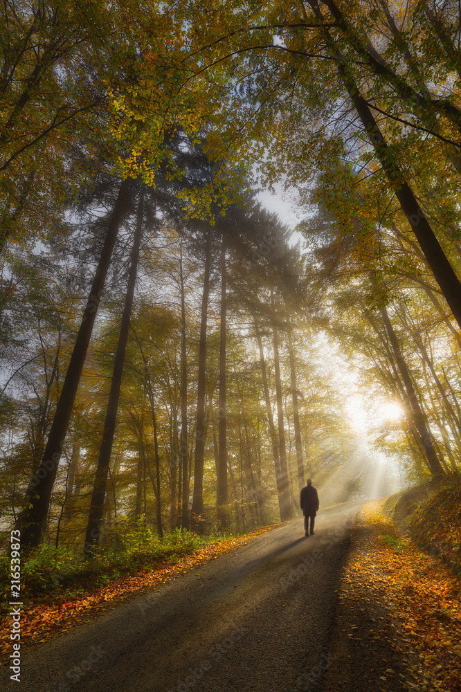 Obraz premium Man strolling up a road in an autumn forest, towards the sun