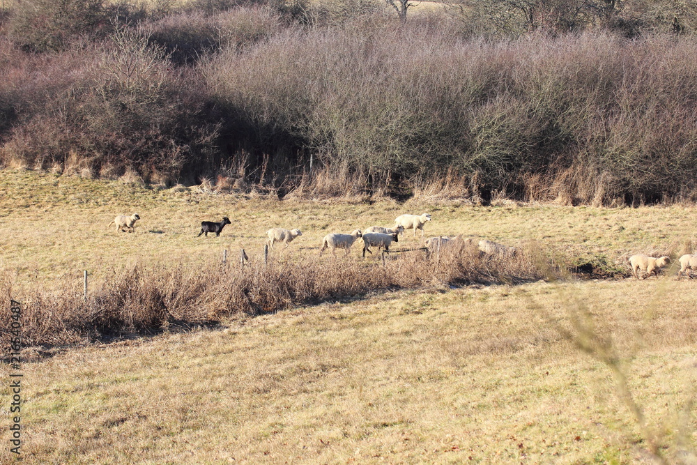  Flock of sheep