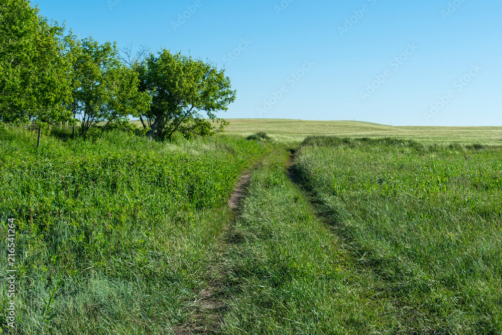 Obraz premium A grassy road