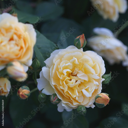 Yellow garden rose