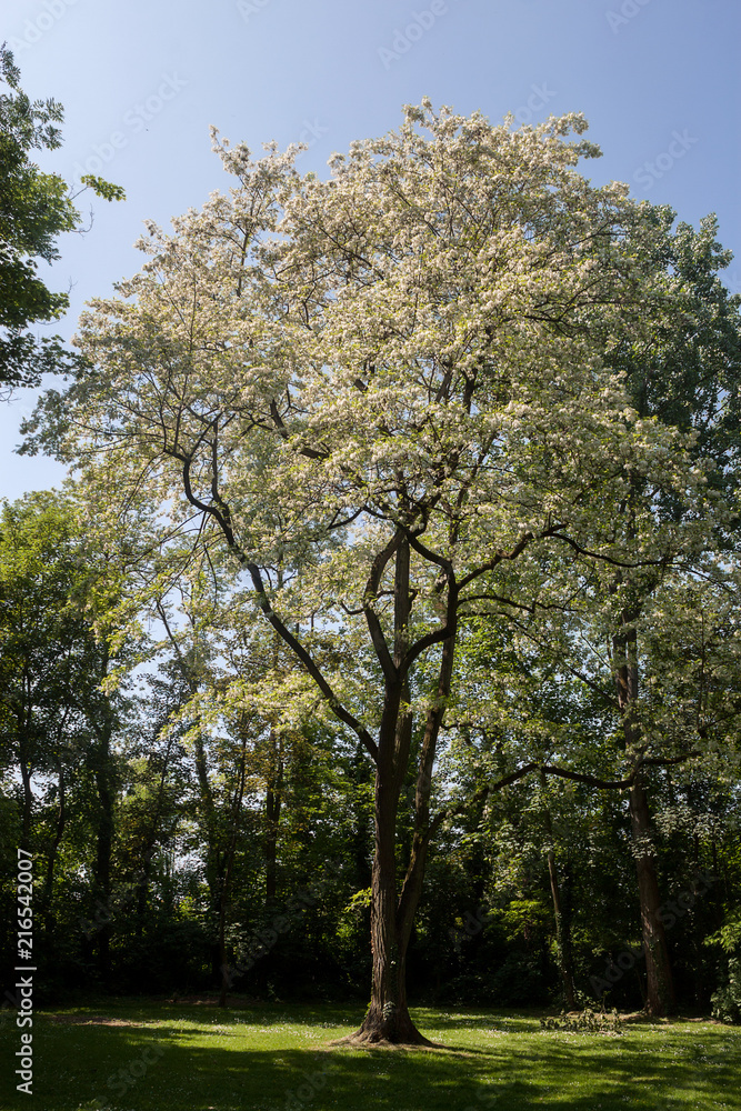 Fototapeta premium Beautiful park scene