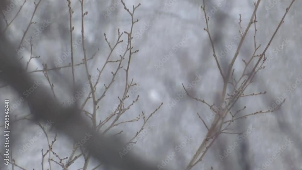 trees under the snow. snowy blizzard in winter. the snow falls on the branches trees under the snow. snowy blizzard in winter. the snow falls on the branches