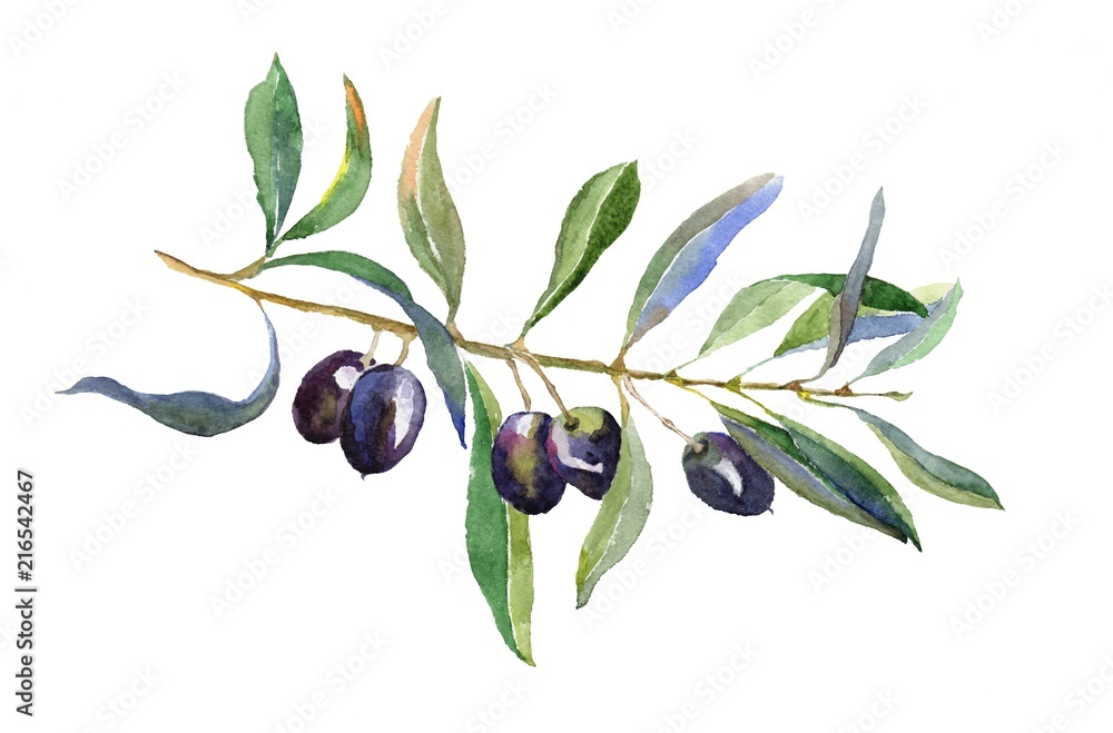 Olive branch with leaves isolated on white background. Hand drawn illustration with black olive. Watercolor drawing. Olive branch with leaves isolated on white background. Hand drawn illustration with black olive. Watercolor drawing.