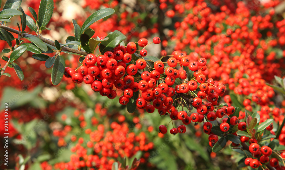 Baies de pyracantha en automne Baies de pyracantha en automne