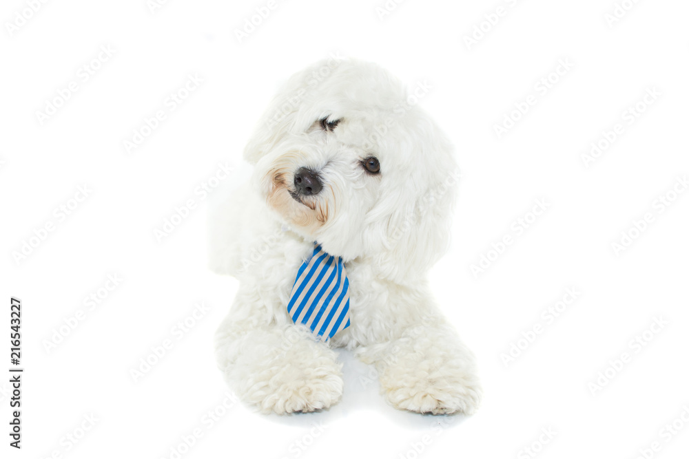 LITTLE MALTESE BICHON DOG WEARING A BLUE TIE AND TILTING HEAD SIDE . ISOLATED ON WHITE BACKGROUND. LITTLE MALTESE BICHON DOG WEARING A BLUE TIE AND TILTING HEAD SIDE . ISOLATED ON WHITE BACKGROUND.