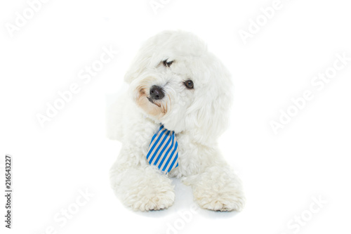 Photo LITTLE  MALTESE BICHON DOG WEARING A BLUE TIE AND TILTING  HEAD SIDE