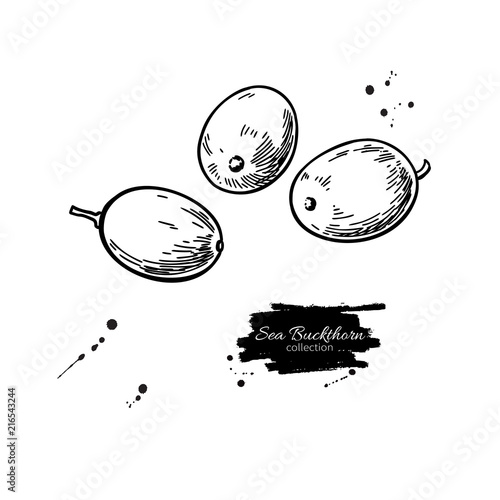 Sea buckthorn vector drawing. Isolated berry  sketch