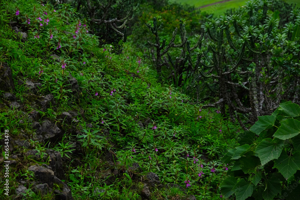 Lush green monsoon nature landscape mountains, hills, Purandar, Pune, Maharashtra, India Lush green monsoon nature landscape mountains, hills, Purandar, Pune, Maharashtra, India