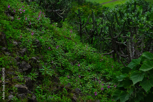 Lush green monsoon nature landscape mountains, hills, Purandar, Pune, Maharashtra, India 