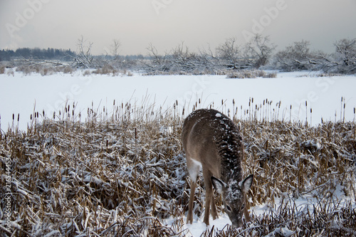 Fototapeta Naklejka Na Ścianę i Meble -  deer doe forest winter