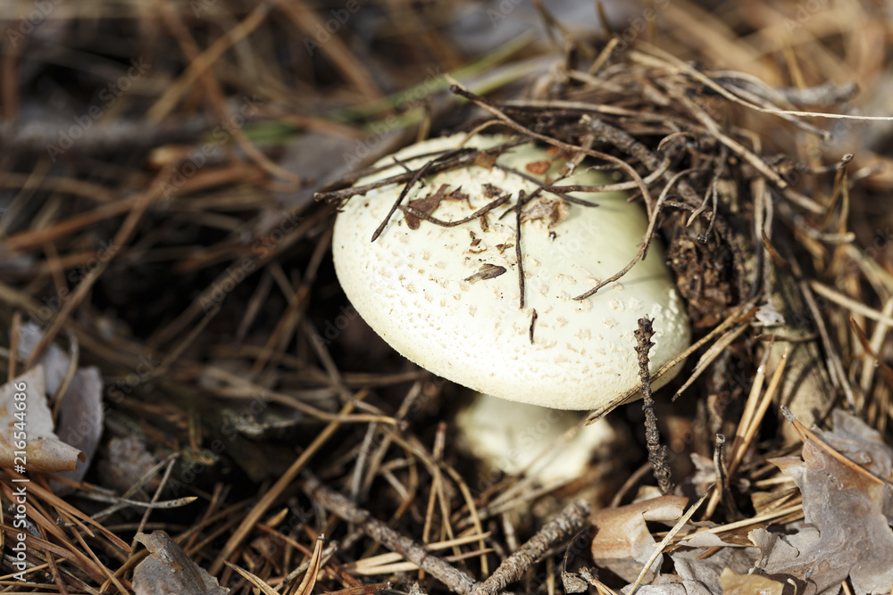 pale toadstool poisonous mushroom pale toadstool poisonous mushroom