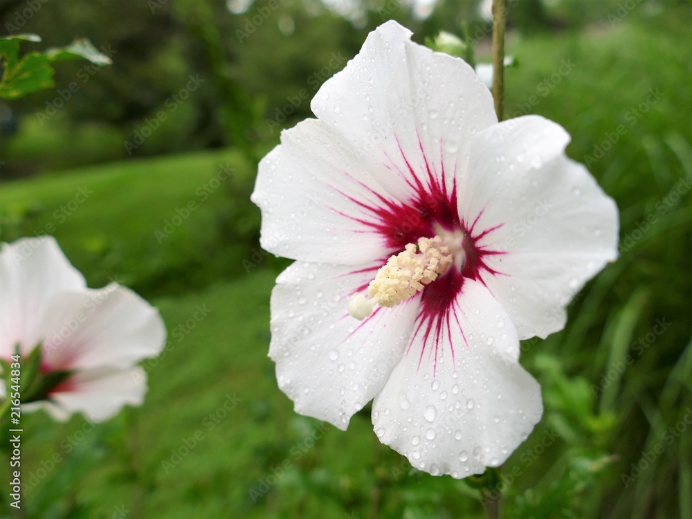 Obraz premium White Hollyhock