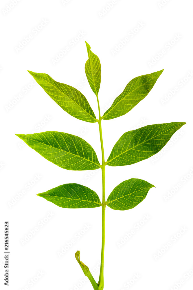 a walnut leaf on a white background