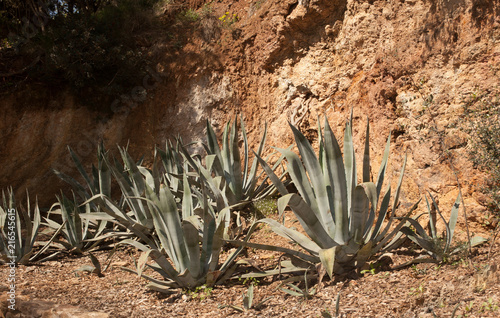 Aloe vera