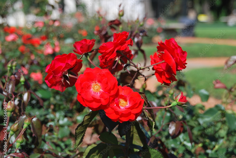 various blossoming red roses at Rosedal rose park, Buenos Aires various blossoming red roses at Rosedal rose park, Buenos Aires