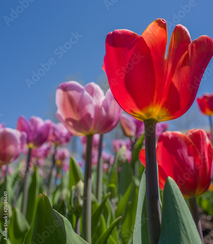 Translucent tulip petals