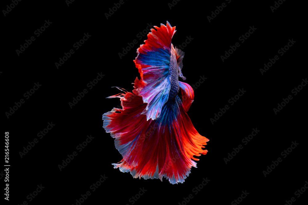 The moving moment beautiful of siamese betta fish in thailand on black background. The moving moment beautiful of siamese betta fish in thailand on black background.