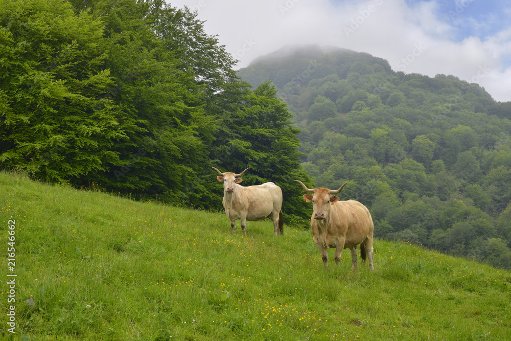Deux vaches Béarnaises du Pays Basque, dans le département des Pyrénées-Atlantiques en région Nouvelle Aquitaine, France
