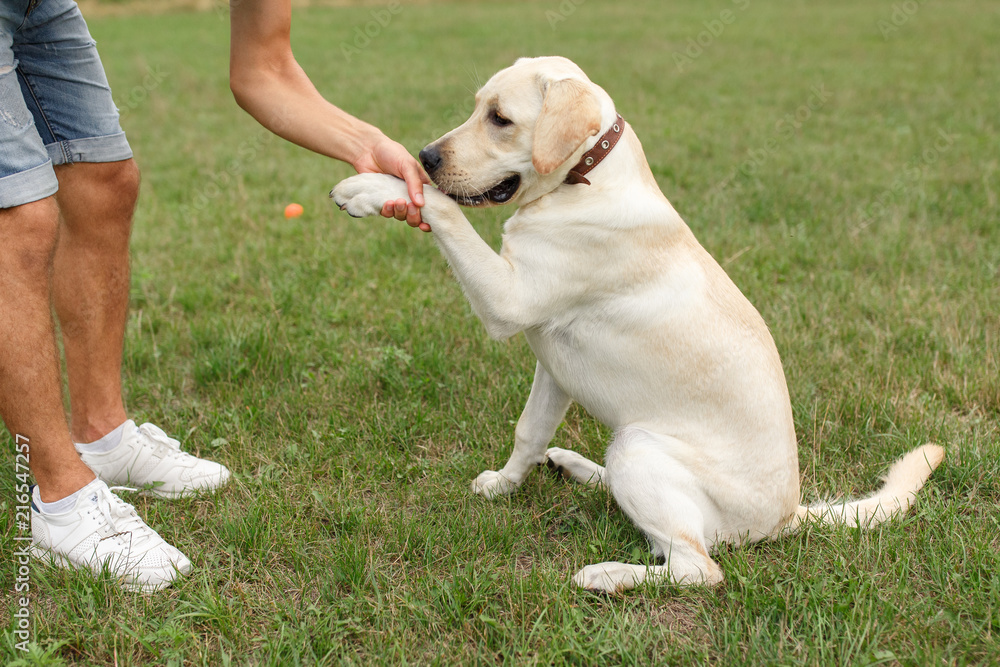 Happy young man holding dog's paw, boy and his friend Labrador outdoors. Friendship concept