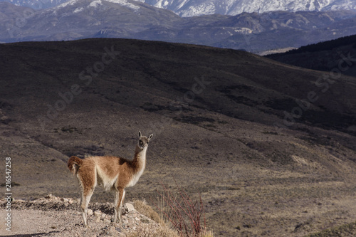 A Guanaco On Its Environment